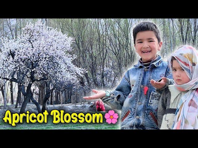 Spring Season in My Village  Apricot Blossom  | Khobsurat Nazara 