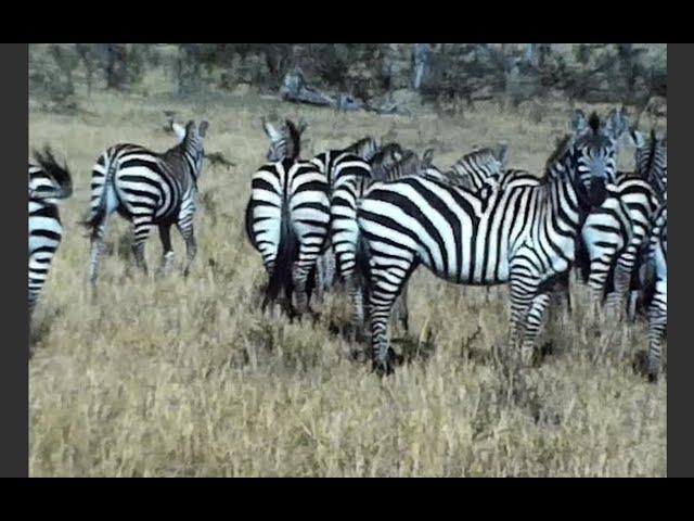 [super8] 1970s Safari - Tanzania