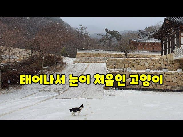 첫눈 같은 눈이 오는 해인사 템플스테이 (feat 절냥이 반하)