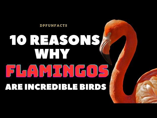 10 Reasons Why Flamingos are Incredible Birds | DPFunFacts #flamingo #birds