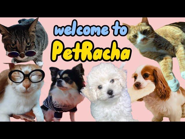 A Guide to PetRacha (Kkami, Berry, Bbama, Soonie, Doongie, Dori)