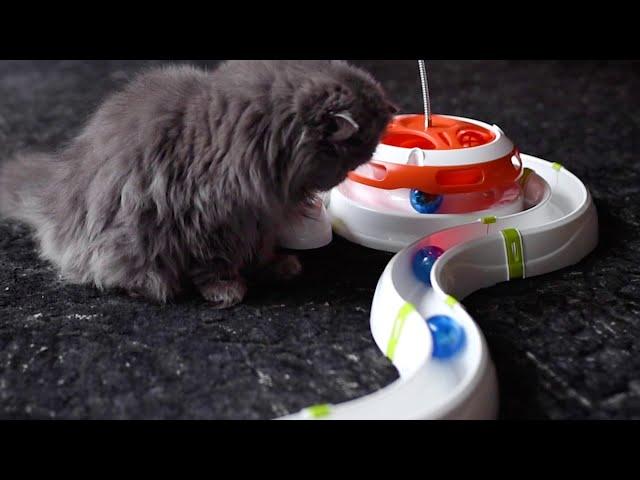 CAT TOYS: How to entertain your cat with Ferplast games