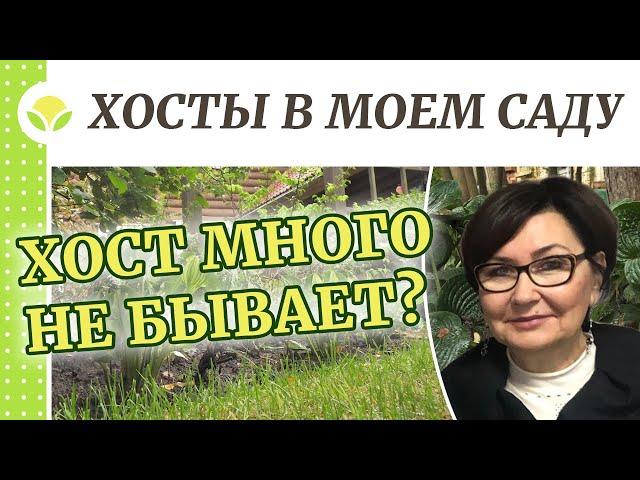 Хосты в моём саду!