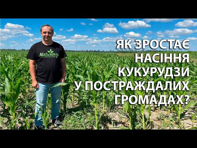 Як зростає кукурудза у постраждалих громадах?