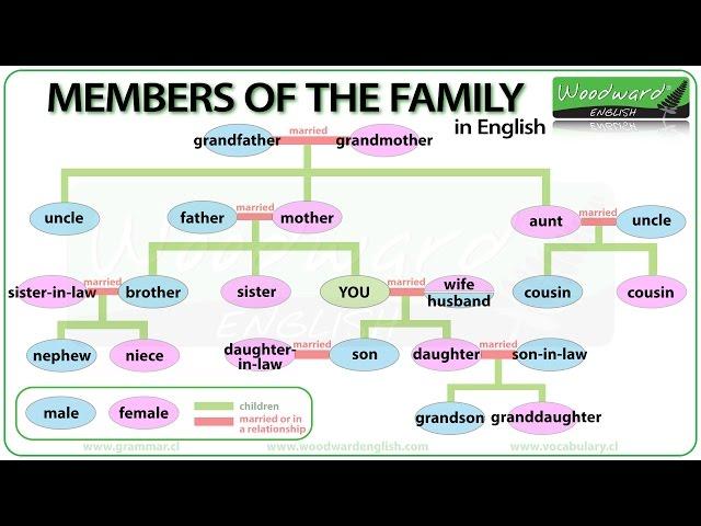 Members of the Family in English | Learn English Vocabulary | Family Tree in English