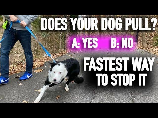 How to Stop Pulling: Don’t Fall for the Leash Training Lie