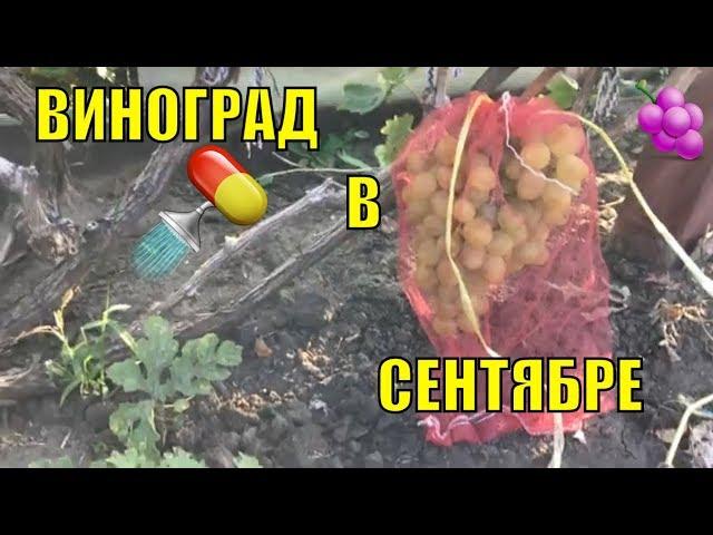 Виноград в сентябре. Вызревание лозы.