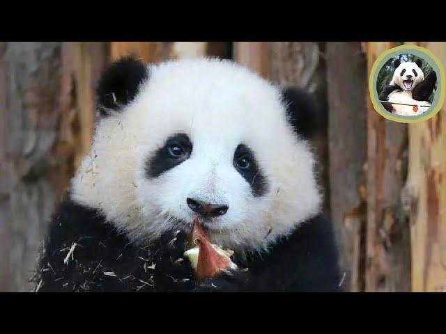 So Cute!!!Panda influencer Huahua!The cartoon panda!!funny moments!!