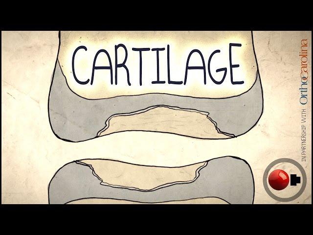 Cartilage Science Explained