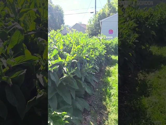 Comfrey Wall is Growing! #permaculture #gardening #gardendesign #indiana