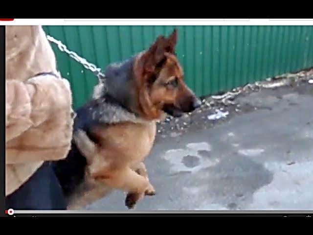 Продаются щенки.НАДЁЖНЫЙ ОХРАННИК Немецкая овчарка Loyal Defender.German ShepherdOdessa.