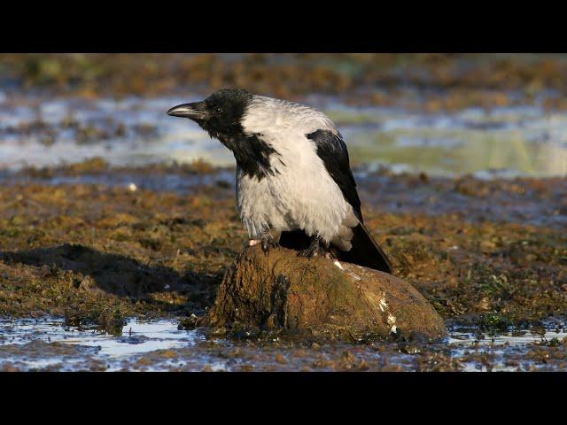 Серая ворона и мусор. Corvus cornix. Птицы Беларуси.