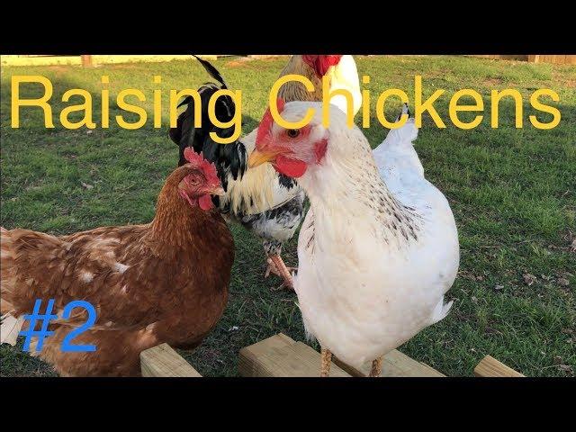 FULL GUIDE To Raising Chickens: Keeping Healthy Chickens