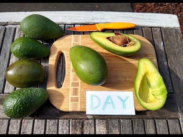 Day avocado: a profile