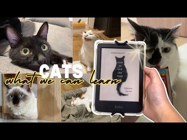 Self-Care Tips From Cats | Reflections After Reading "How to Live Like Your Cat" by Stéphane Garnier