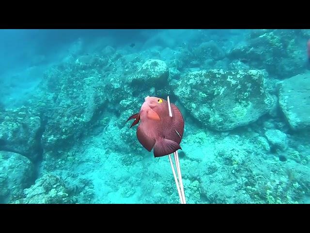 Spearfishing the Shallows - New Evolve 3 Prong - Big Island of Hawaii