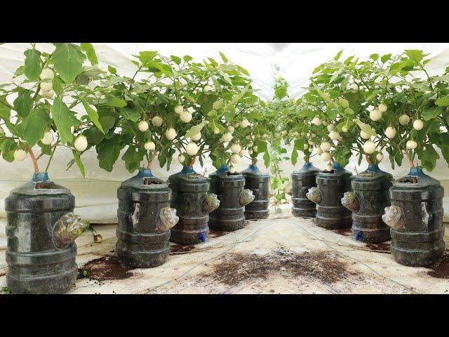 Kitchen waste - Solution to grow white eggplant at home for lots of fruit and quick harvest