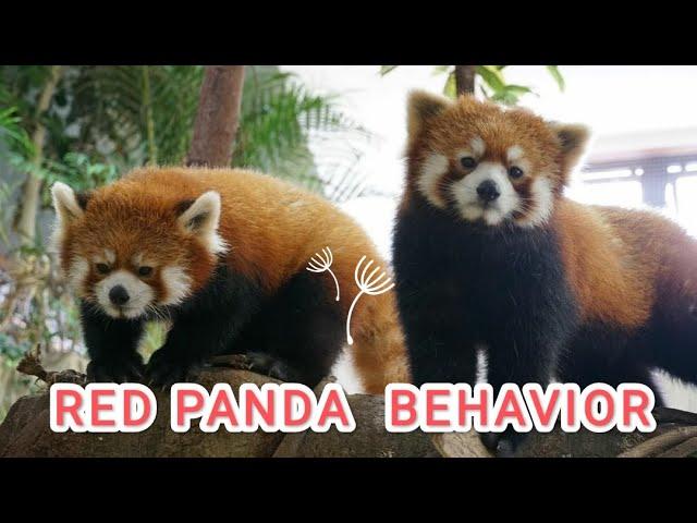 red panda behavior