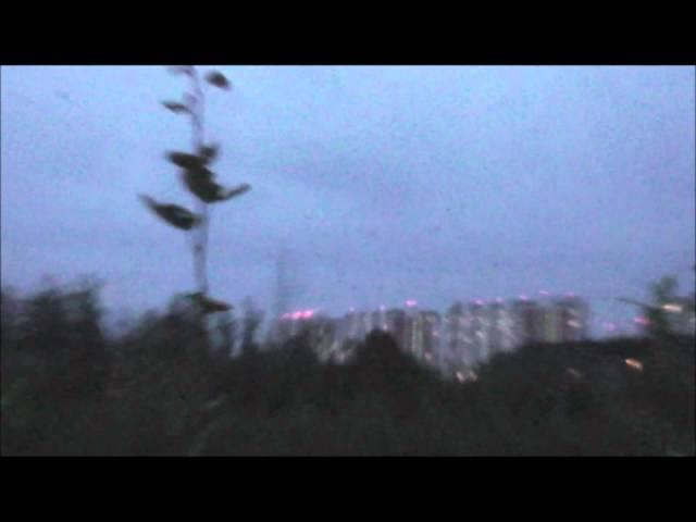 Avian dissuader против чаек