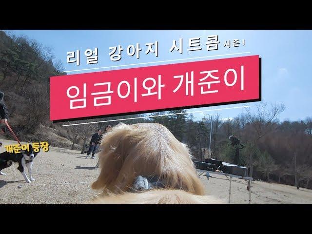 우동멍 리얼 강아지 시트콤 시즌1 "임금이와 개준이" (190324토,흥업쉼터)