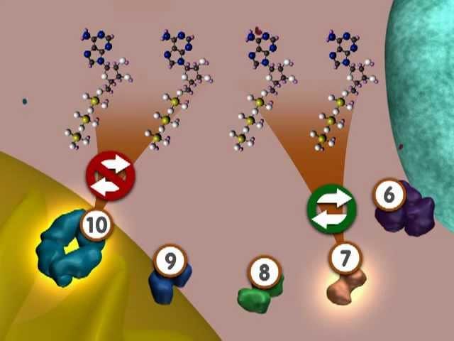 Glycolysis: An Overview