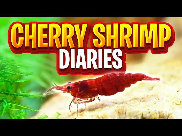 Cherry Shrimp Tank Diaries - 30 Days Of Care, Food, And Maintenance (Walstad Method Shrimp Tank)