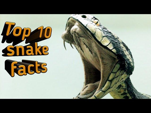 Amazing facts about snakes // English facts channel // 2021