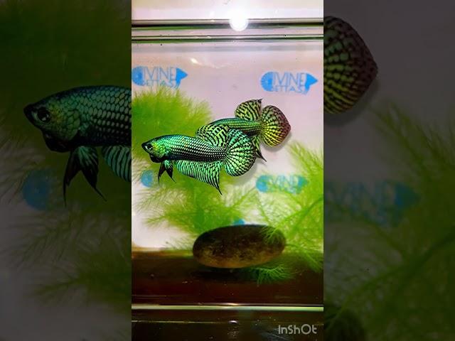 @bettacastle3662 Green Alien Hybrid Wild Betta #bettas #wildbetta #alien #fish #hybrid #hmpk