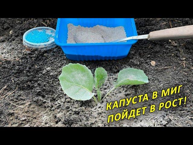 ВАША КАПУСТА ВЫРАСТЕТ ОГРОМНОЙ, ЕСЛИ ВЫСАДИТЬ ТАК И ОБРАБОТАТЬ ЭТИМ СРЕДСТВОМ!