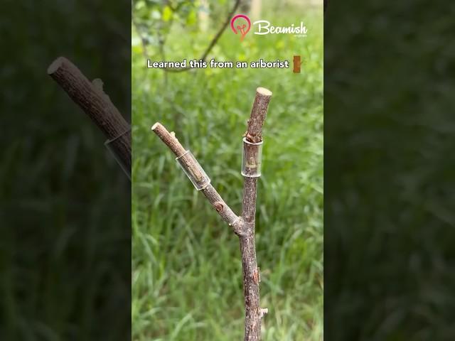 Easy tube tree grafting method #easy #tree #grafting #hack