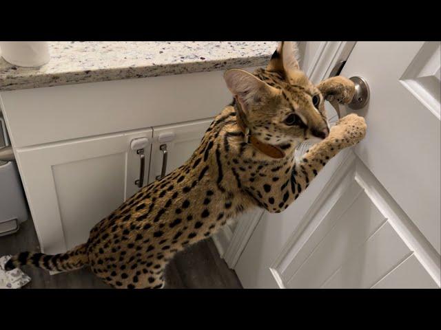 Serval Cat goes on a Litter Box