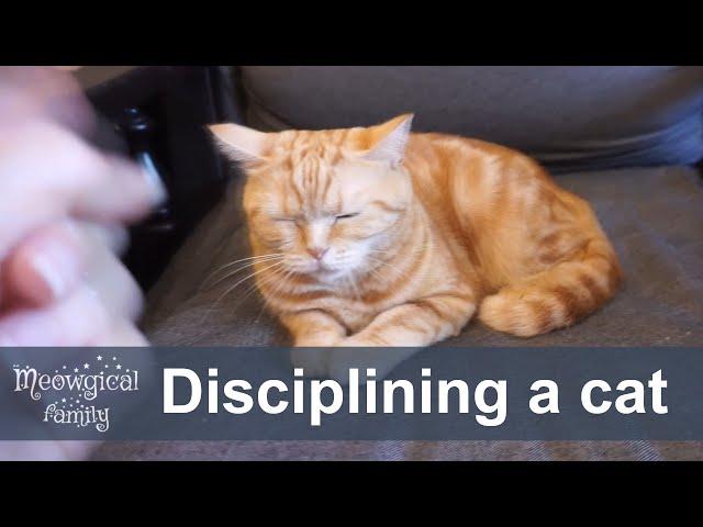  Top 6 tips and tricks to discipline and train your cat