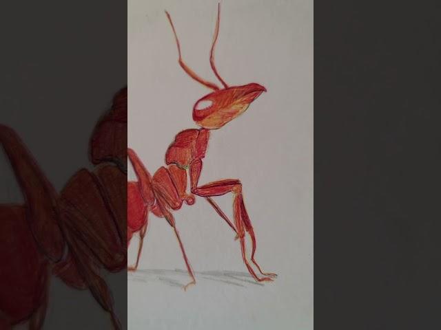 My ant the aunt of a ant   Red #ant #fireant #redant #redant #antsart #arte #hormiga #shorts