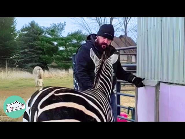 People Didn’t Want This Zebra. Now, She Gets All The Scratches | Cuddle Buddies