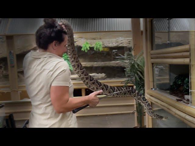 HANDLING VENOMOUS SNAKES FOR THE FIRST TIME - Teaching Juliette