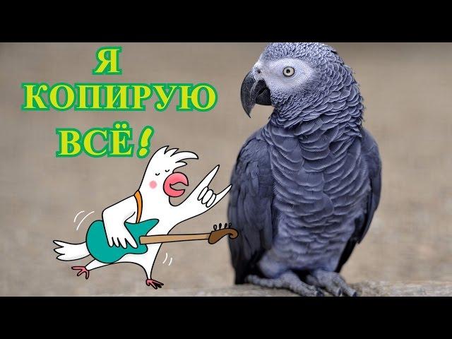 Самый Лучший Говорящий Попугай ЖАКО\РОМА КОПИРУЕТ ВСЁ! - 2 сезон,14 серия