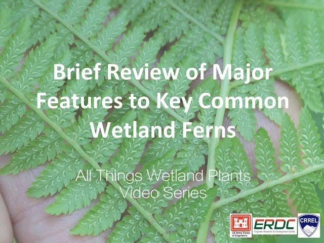 Brief Review of Major Features to Key Common Wetland Ferns