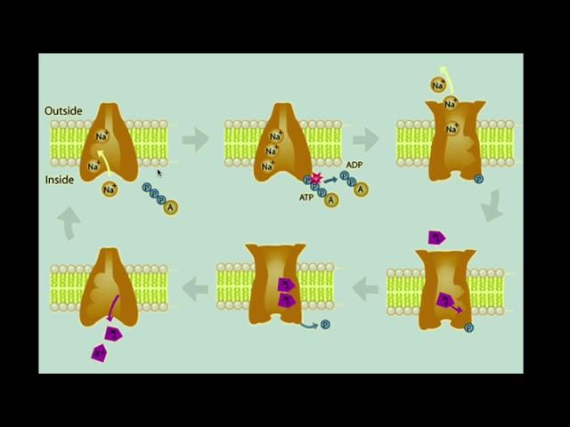 Sodium Potassium Pump Review