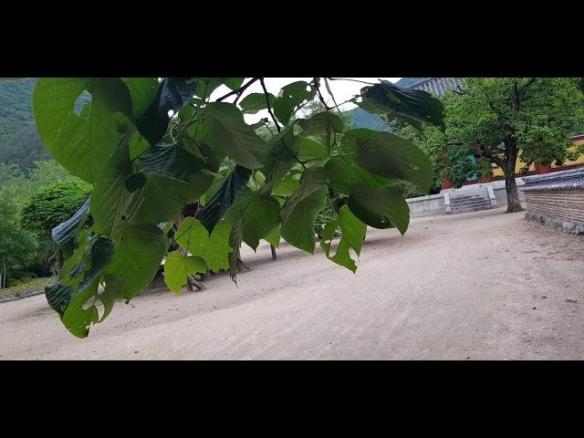 찰피나무   Manchurian Linden  보리수나무라 불리는 찰피나무