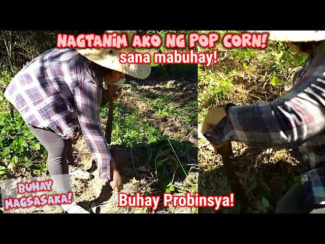 "PLANTING CORN! @THE FARM!Probinsya Vlog 312 Buhay Probinsya Updates || Erlyn Go TV