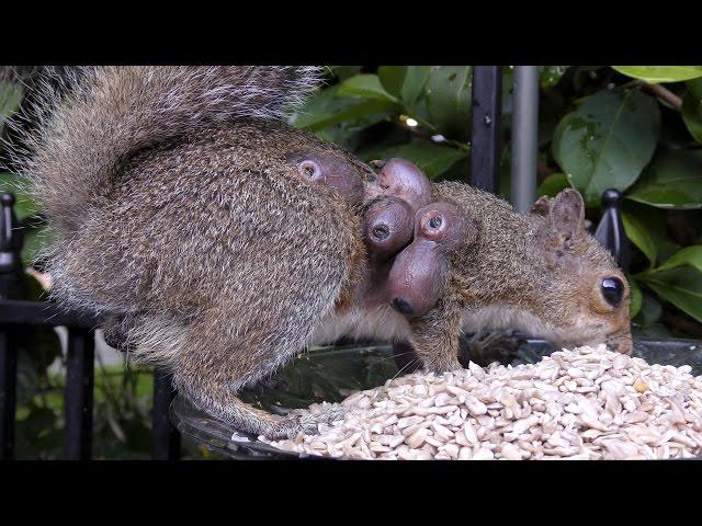 Squirrel Bot Fly Larvae FYV