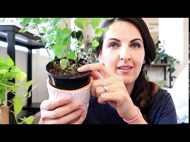 Plants I'm struggling with-They hate me   | Ana Andrea Xoxo