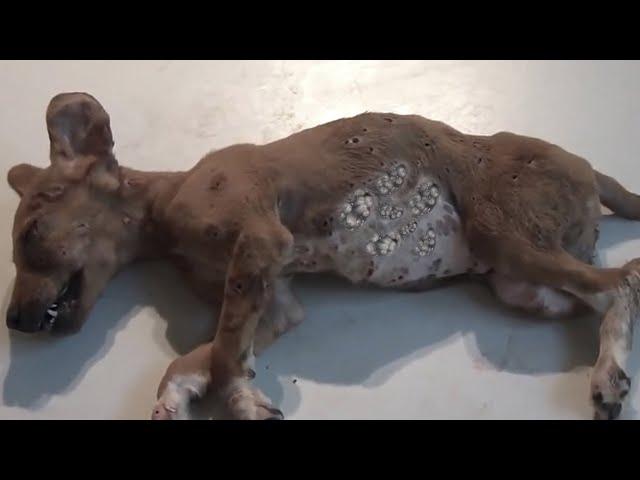 Removing Monster Mango worms From Helpless Dog! Animal Rescue Video 2022 #67