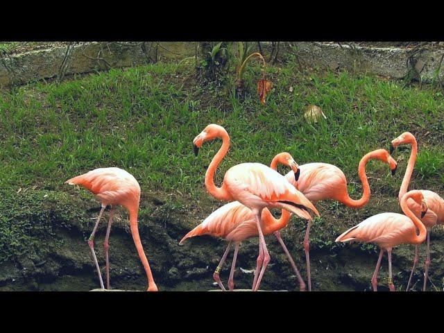 these flamingos have sweet dance move || wildlife animals || flamingos Bird  || #WildlifeAnimalsTV