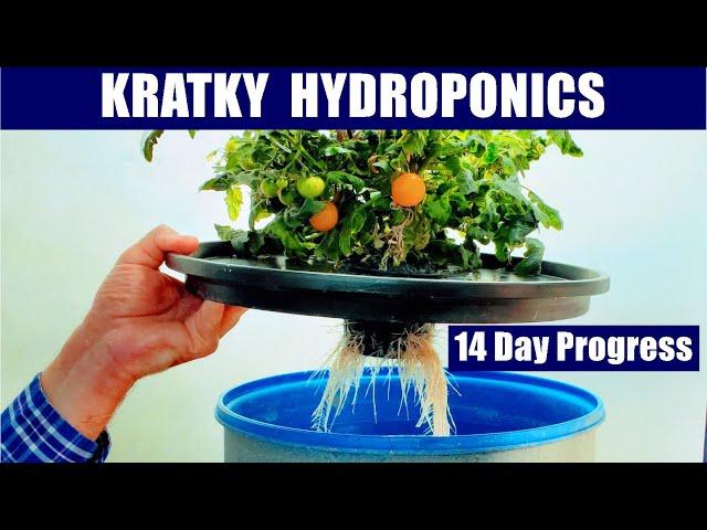 HYDROPONIC FARMING AT HOME   KRATKY TOMATO CLONE SIZE EFFECTS