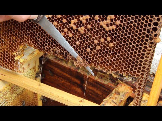 Reproduction of queen bees for beginner beekeepers | Honeycomb Trimming Method