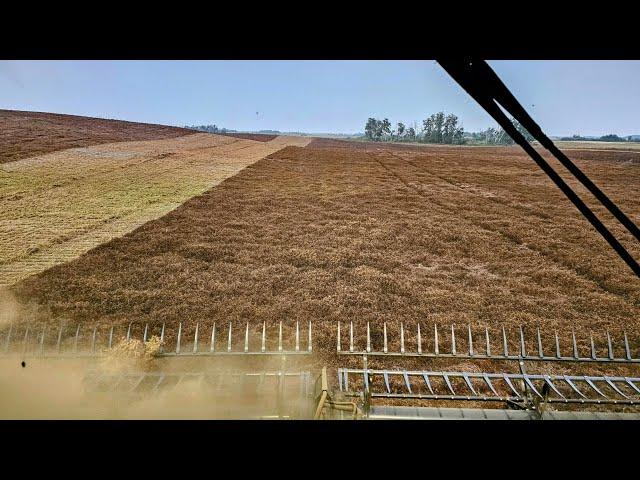 Let's talk Lentils - North Farm