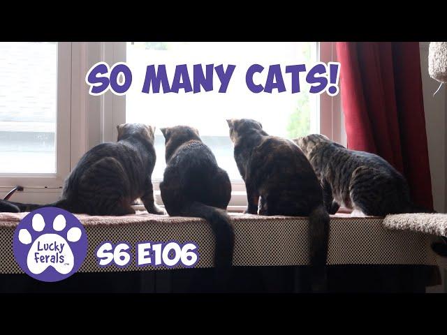 So Many Cats! | S6 E106 | Training Feral Cats - Lucky Ferals Cat Videos
