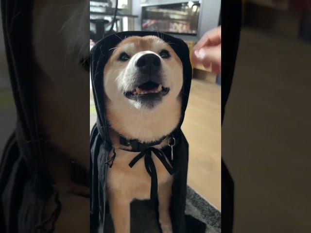 Shiba Inu, the doge who lived