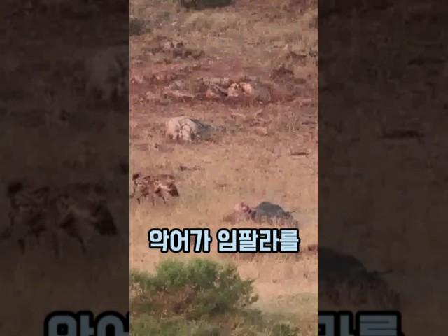 표범 하이에나 악어의 치열한 신경전! 최종 승자는 누구일까?